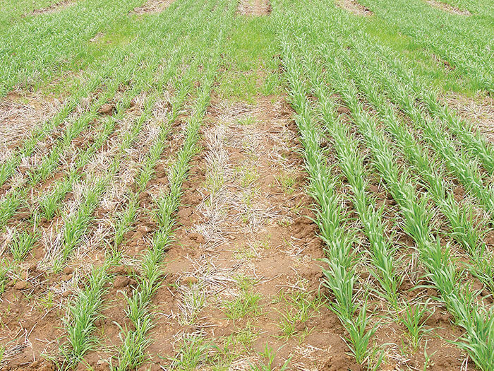 using drones to monitor hemp farms